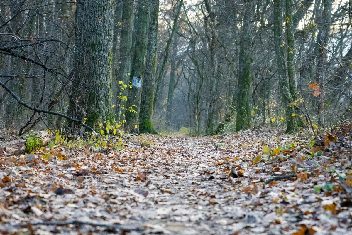 Larch Woods and Wildlife: A Conservation Checklist for UK Landowners